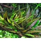 Cryptocoryne Bronze