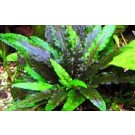 Cryptocoryne Gecko