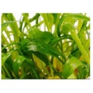 Cryptocoryne Lucens