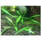 Cryptocoryne Parva