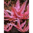 Cryptocoryne Pink PANTHER