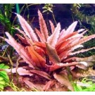 Cryptocoryne Pink Flamingo