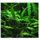 Cryptocoryne Spiralis