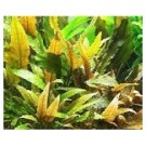 Cryptocoryne Wendtii Tropica