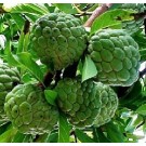 Custard Apple Live Indian Garden Plants