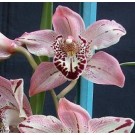Cymbidium Orchid Plants CMB1025