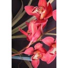 Cymbidium Orchid Plants CMB1026