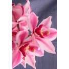 Cymbidium Orchid Plants CMB1028