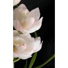 Cymbidium Orchid Plants CMB1030