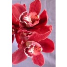 Cymbidium Orchid Plants CMB1032