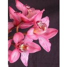 Cymbidium Orchid Plants CMB1033