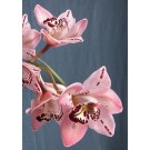 Cymbidium Orchid Plants CMB1034