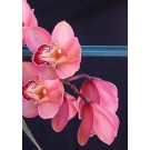 Cymbidium Orchid Plants CMB1035