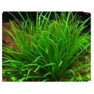 Cyperus Helferi 