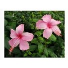 Exotic Pink Hibiscus Flowering Plants