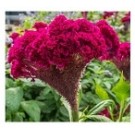 Dark Pink Celosia Cockscomb Flowering Plants