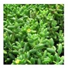 Delosperma Pruinosum Succulent Plants