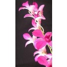 Dendrobium Orchid Plants DMB1038