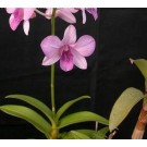 Dendrobium Orchid Plants DMB1039