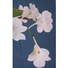 Dendrobium Orchid Plants DMB1041
