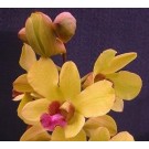 Dendrobium Orchid Plants DMB1042