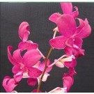 Dendrobium Orchid Plants DMB1046