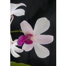 Dendrobium Orchid Plants DMB1048