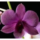 Dendrobium Orchid Plants DMB1050