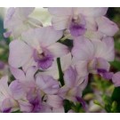 Dendrobium Orchids Plants DMB1316