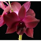 Dendrobium Orchids Plants DMB1314