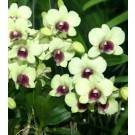 Dendrobium Orchids Plants DMB1358