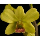 Dendrobium Orchids Plants DMB1359