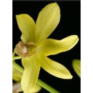 Dendrobium Orchids Plants DMB1361