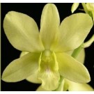 Dendrobium Orchids Plants DMB1362