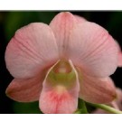 Dendrobium Orchids Plants DMB1364