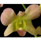 Dendrobium Orchids Plants DMB1366