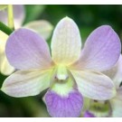 Dendrobium Orchids Plants DMB1367