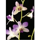 Dendrobium Orchids Plants DMB1369