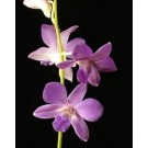 Dendrobium Orchids Plants DMB1370
