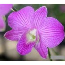 Dendrobium Orchids Plants DMB1375