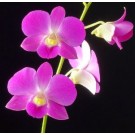 Dendrobium Orchids Plants DMB1378