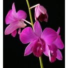 Dendrobium Orchids Plants DMB1379