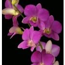 Dendrobium Orchids Plants DMB1380