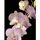 Dendrobium Orchids Plants DMB1381