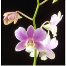 Dendrobium Orchids Plants DMB1382