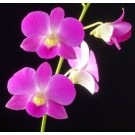 Dendrobium Orchids Plants DMB1383