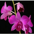 Dendrobium Orchids Plants DMB1384