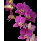 Dendrobium Orchids Plants DMB1385