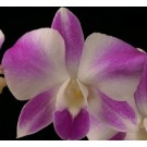 Dendrobium Orchids Plants DMB1388