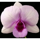 Dendrobium Orchids Plants DMB1389